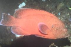 [Grouper+Tomato.jpg]