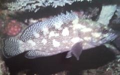[Grouper+Speckled-Fin.jpg]