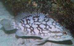 [Grouper+Cloudy.jpg]