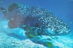 [Grouper+Giant.jpg]