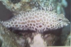 [Grouper+Honeycomb.jpg]