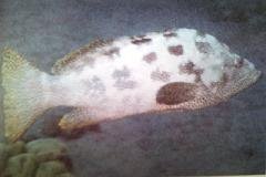 [Grouper+Indonesian.jpg]
