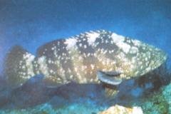 [Grouper+Malabar.jpg]