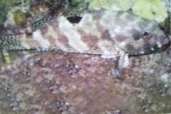 [Grouper+One-Blotch.jpg]