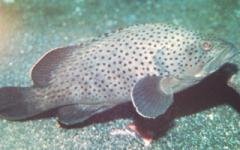 [Grouper+Palemargin.jpg]