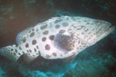 [Grouper+Potato.jpg]