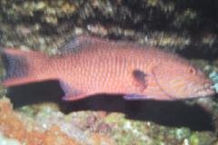 [Coral+Grouper+Highfin.jpg]