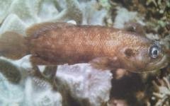 [Soapfish+Mottled.jpg]