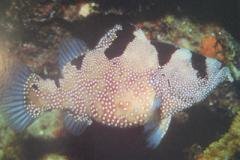 [Soapfish+Spotted.jpg]