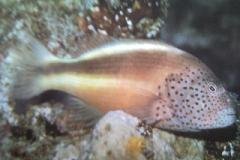 [Hawkfish+Freckled.jpg]