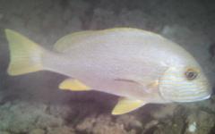 [Sweetlips+Many-Lined.jpg]