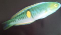 [Wrasse+Philippine.jpg]