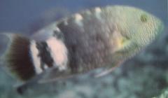 [Wrasse+Tripletail.jpg]