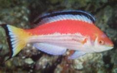 [Wrasse+Marjorie's.jpg]