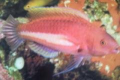 [Wrasse+Yellowband.jpg]