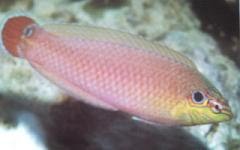 [Wrasse+Black-Eared.jpg]