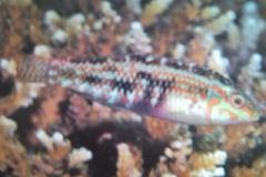 [Wrasse+Circle-Cheek.jpg]