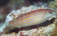 [Wrasse+Cosmetic.jpg]