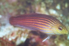 [Wrasse+Green-Headed.jpg]