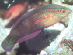 [Wrasse+Twospot.jpg]