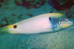 [Wrasse+Threespot.jpg]