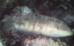 [Wrasse+Weedy+Surge.jpg]