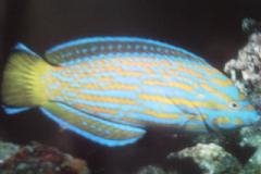 [Wrasse+Goldstripped.jpg]