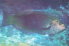 [Wrasse+Geographic.jpg]