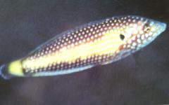 [Wrasse+White-Spotted.jpg]