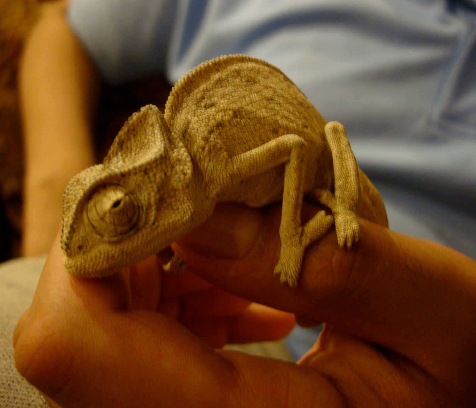 Kuwait Black Market: Chameleon Lizard