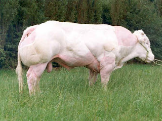 Monster Cows picture
