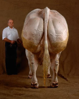 Monster Cows picture