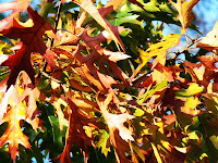 Autumn de Forest Photos