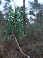 Autumn de Forest Photos