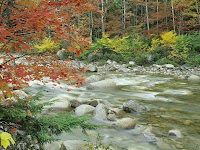Autumn de Forest Photos