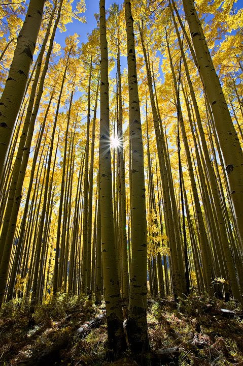 Autumn de Forest Photos