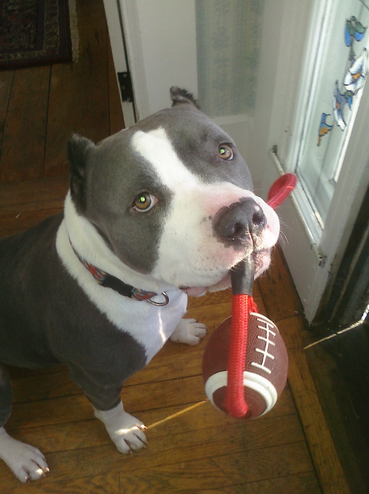 Second Chance for Pro Vicious pitbulls and their special locking jaws