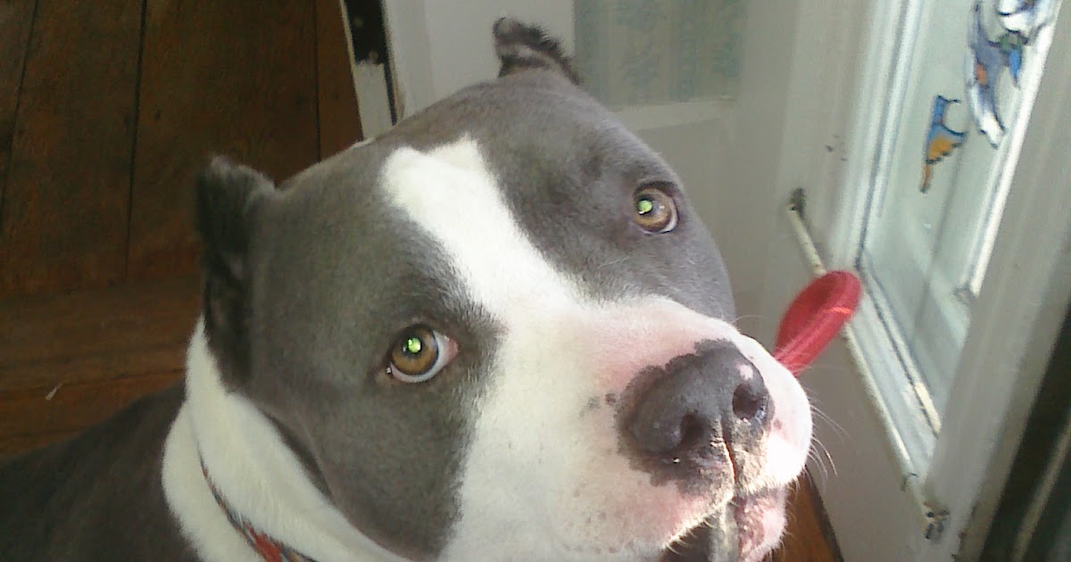 Second Chance for Pro Vicious pitbulls and their special locking jaws