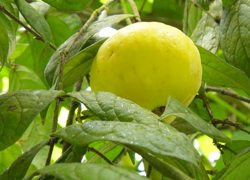 Flora Rara Araça azul...