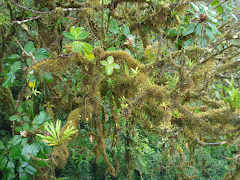 Vegetation, Cloud Forests of Monteverde, Costa Rica