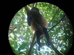 Howler Monkey through the telescope, Corcovado, Costa Rica