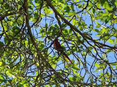 Scarlet Macaws, Corcovado, Costa Rica