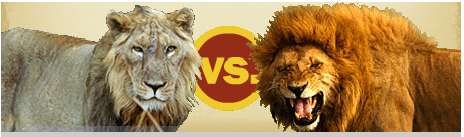 Asiatic Lion vs African Lion | Attayaya Blog