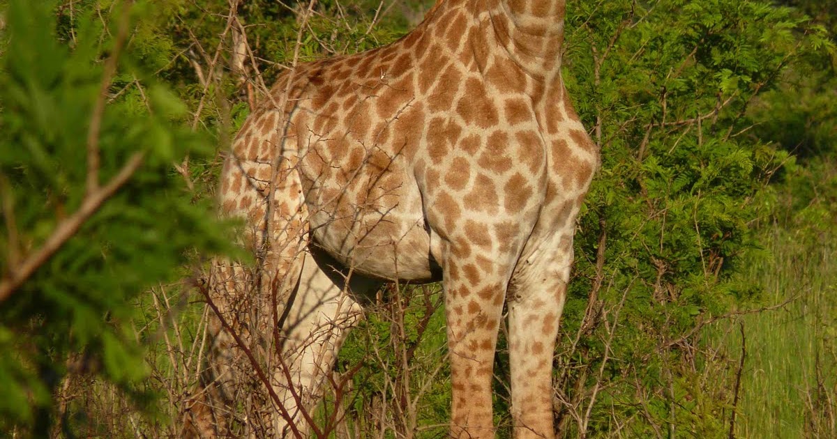 From Chuck Taylors to Charles Taylor Safari Part 5 Some Herbivores