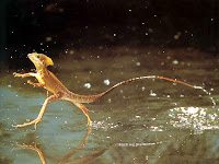 Jesus Christ Lizard