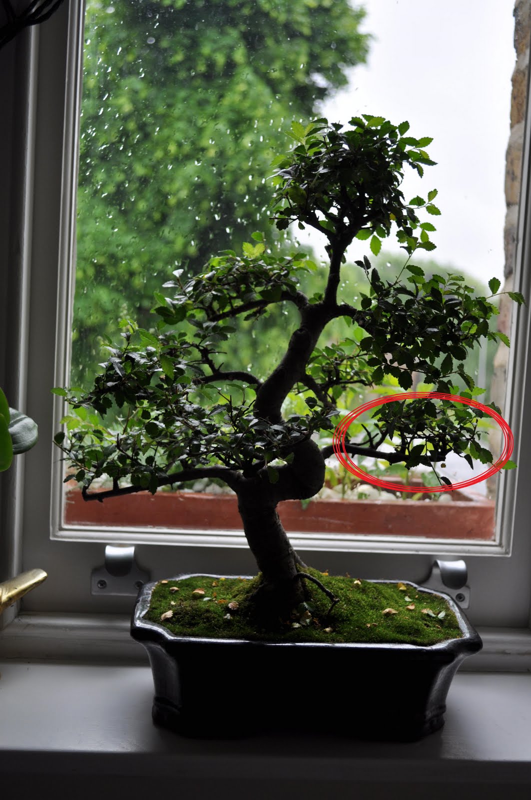 Bonsai Gakusei June 2010 Bonsai Gakusei June 2010