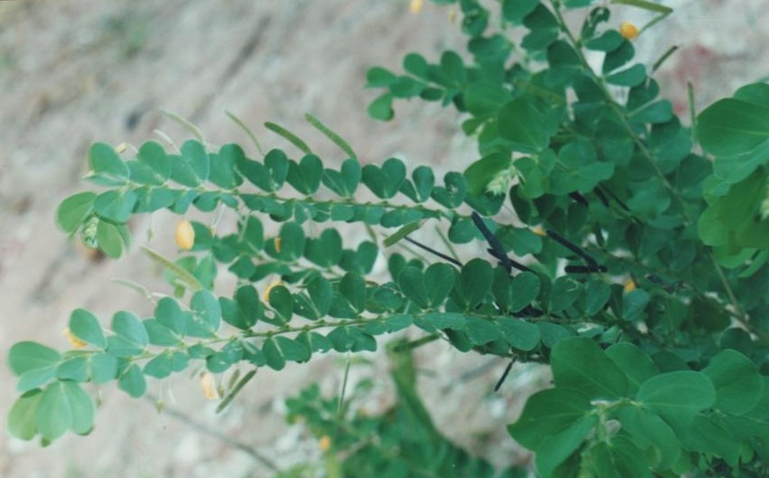 [Rèkùrèkù+abàfè+-+Fedegoso+-+Chamaecrista+rotundifolia+(Pers..jpg]