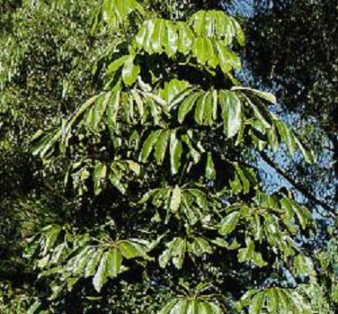 [Agbawo+-+Cecropia+pachystachya+Trec..jpg]