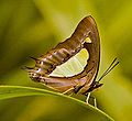 Familia Nymphalidae - The Brush-footed Butterflies