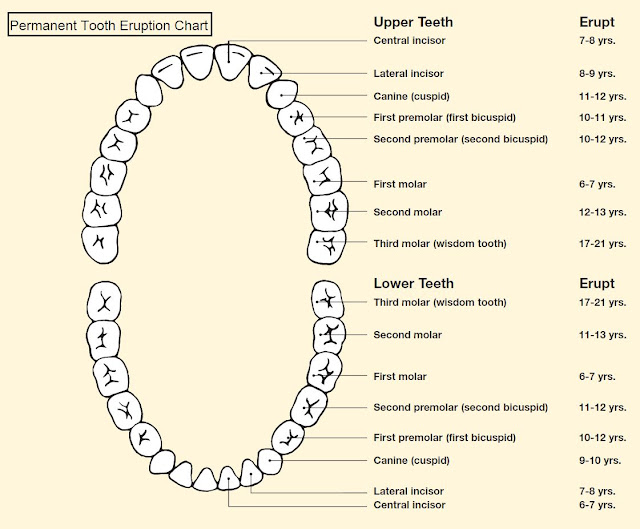Tooth Eruption Charts